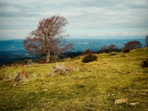Més informació sobre l'article Nota de premsa conjunta d’11 entitats representatives del sector forestal català per demanar la suspensió del procés d’aprovació dels estatuts de l’Agència de la Natura