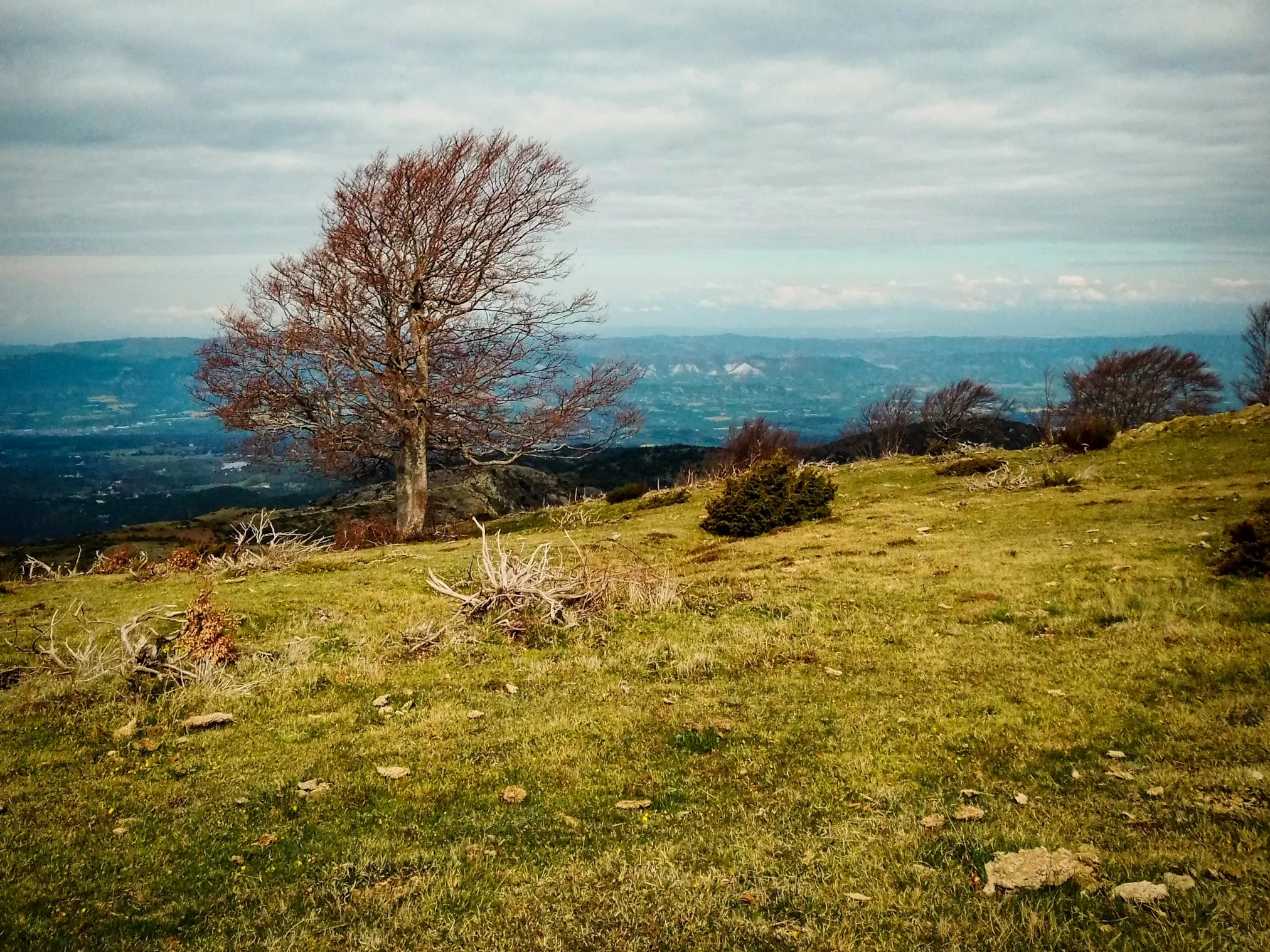 Actualment esteu veient Nota de premsa conjunta d’11 entitats representatives del sector forestal català per demanar la suspensió del procés d’aprovació dels estatuts de l’Agència de la Natura